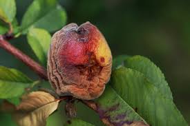 An occasional citrus fruit tree disease to be aware of is botrytis rot. Peach Tree Diseases Identification Control Tips
