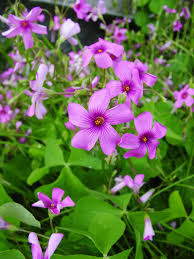 Image result for Oxalis anthelmintica