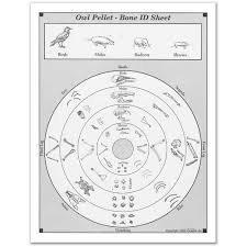 67 Faithful Owl Pellet Bone Identification Chart