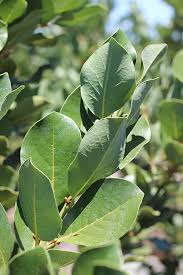 Image result for Laurus
