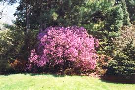 Korean Rhododendron Rhododendron Mucronulatum In Boston Hopkinton Chelmsford Massachusetts Ma At Weston Nurseries