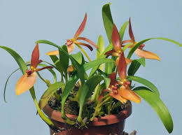 Image result for Bulbophyllum rugosibulbum