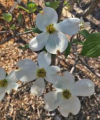 Whether you're looking for a classic white dogwood or yoshino cherry trees or searching for a timeless southern magnolia, our top trees with white flowers elevate your curb appeal. Plants For Dallas Your Source For The Best Landscape Plant Information For The Dallas Ft Worth Metroplex Dogwood