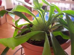 Image result for Polypodiaceae