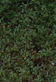 Image result for Melochia melissifolia