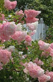 Vanilla Strawberry Hydrangea 1 Full Sun 2 6 7 Ft Tall 3 Blooms In Summer To Fall 4 Prune Back 1 3 In March 4 Somewh Plants Flower Garden Lilac Gardening