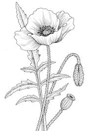 Coloring Page Poppy Img 9777 Poppy Drawing Poppy Coloring Page Flower Drawing