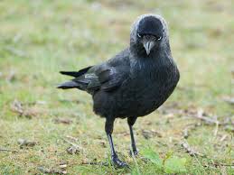 Jackdaws By Ken Follett - Audiobook - Audible.Co.Uk