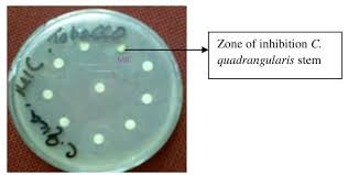 Image result for Cissus welwitschii