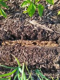 Without the benefit of a soil test you could easily be creating pronounced soil problems for yourself in terms of ph and nutrient availability to the plants. Can I Bury Kitchen Scraps In My Garden Easy Composting Do Not Disturb Gardening