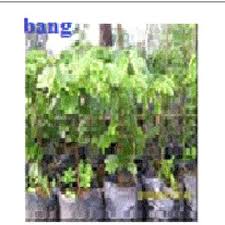 Image result for Afrostyrax lepidophyllus