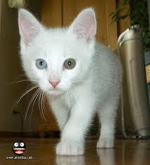 تعرف على الفرق بين المياو الفرعونى والقط البلدى كن واعيا