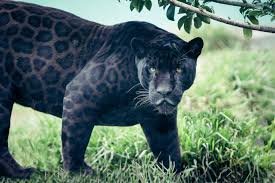 These animals require large territories of undisturbed land with sufficient prey. Are Black Panthers Really A Separate Species Ripley S Believe It Or Not