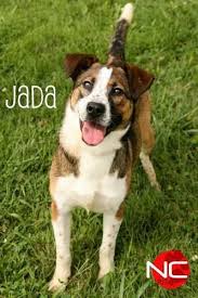 Assisted living in tahlequah, oklahoma. Urgent Shelbyville Ky Shelby County Animal Shelter 502 321 5488 Shelbycountynkmissionfoster Gmail Com Jada Aussie Animals Cute Animals Animal Shelter
