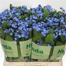 My flower sculptures or 'flower people' as i call them, have evolved from my love of nature and demonstrating the old technique of bone china flower making at coalport china museum. Myosotis Blue Forget Me Nots 40cm Wholesale Dutch Flowers Florist Supplies Uk