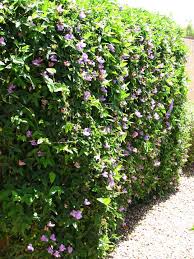 Here is a perspective for you. 28 Vines Los Angeles Ideas Vines Plants Planting Flowers