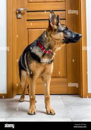 German Shepherd Puppy 4 Month Alsatian Stock Photo Alamy