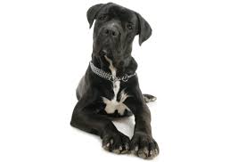 Besides all other things, socialization mostly affects the character of the italian mastiff, and it must be started in puppies early age (from the 6th week of life). Cane Corso Puppies For Sale In Montana Adoptapet Com