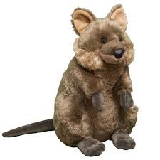 Quokkas have short front paws, longer rear legs, and a. Adopt A Quokka Symbolic Animal Adoptions From Wwf