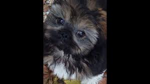 Shih tzu breeders below is a sample search of our shih tzu breeders with puppies for sale. Sarge S Law Could Bring New Rules For Dog Trainers In Hillsborough Entire State