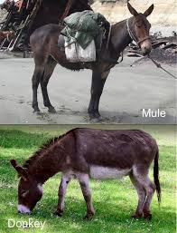 Commonly Confused Animals Mules And Donkeys Animals Zorse Horses