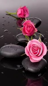 Wallpaper Flowers Roses Black Stone Flores Bonitas Rosas Rosas Vermelhas