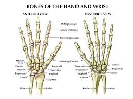 Fracture Wrist Anatomy Bones Hand Bone Anatomy Hand Anatomy