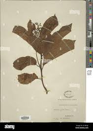 Image result for Ehretia cymosa