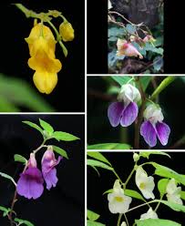 Image result for Impatiens oreocallis