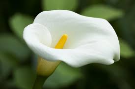 5 White Wedding Flower Alternatives To The Calla Lily