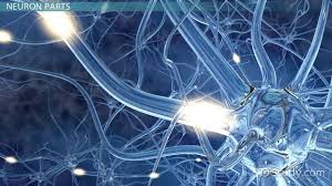 It is the main component of nervous tissue in all animals except sponges and placozoa. What Is A Neuron Definition Parts Function Video Lesson Transcript Study Com