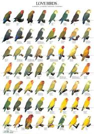 Lovebirds Pet Birds African Lovebirds Love Birds Pet