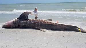 Carl nassib, a defensive lineman for the las vegas raiders, has become the first active nfl player in league history to come out as gay. Dead Whale Shark Washes Up On Fl Beach May Be Red Tide Victim