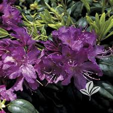 We did not find results for: Rhododendron Rhododendron Catawbiense Purpureum Elegans Purpureum Elegans Rhododendron From Greenleaf Nursery