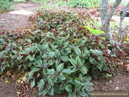 Image result for Plectranthus fruticosus