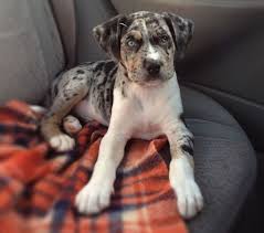More images for french bulldog and pitbull mix puppies » Cute French Bulldog Puppies Black And White Novocom Top