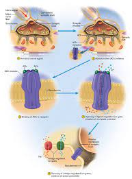 Pin On Chapter 11 Muscular Tissue