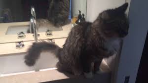 cat peeing in the sink. youtube