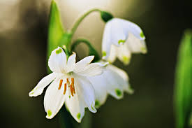 Galanthus (from ancient greek γάλα, + ἄνθος ), or snowdrop, is a small genus of approximately 20 species of bulbous perennial herbaceous plants in the family amaryllidaceae. What Is The Difference Between Snowdrops And Snowflakes Florismart