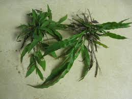 I bought a 2 gal. Carpetgrass For Lawns