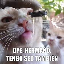 Miaucoles Oye Hermano Tengo Sed Tambien Memes Espanol Graciosos Hermanas Humor En Espanol