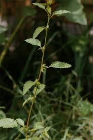Image result for Malvastrum coromandelianum
