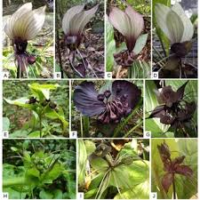Image result for Afrosciadium rhodesicum