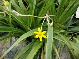 Image result for Hypoxis kilimanjarica