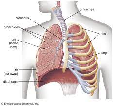 Rib cage and internal organs. Thoracic Cavity Description Anatomy Physiology Britannica