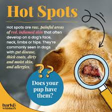 Image result for hotspot dogs