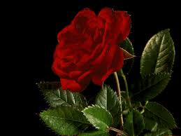 Bellissimi fiori in memoria mi manchi carta da parati girasole carta da parati originale rose blu rose rosse frases riflessi d'acqua. Mazzo Di Rose Rosse Gif Rose Rosse Su Romantica Ritagliato Colpo Di Uomo Che Tiene Rose In Scatola A Forma Di Cuore Sul Tavolo Rosso Concetto Giorno St Valentines Dwana Bazile