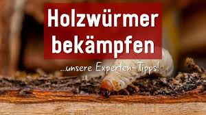 Holzwurm Bekampfen Und Erkennen Unsere Experten Tipps Holzwurmer Lieben Vor Allem Feuchtes Holz Und Zerfressen Dieses Meis Holzwurmer Bekampfen Holzwurm Holz