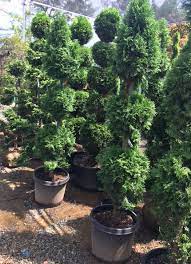Topiary is used in classic and contemporary gardens alike, either as individual plants, a close matching pair of plants, or as block planting as in a parterre or knot garden. We The Leading Source Of Live Topiary Plants Trees Animal Topairy Form In Mossed And Framed