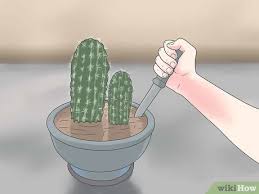 The clay will absorb the water from the soil, so the cactus isn't sitting in wet soil, which isn't good for it. 3 Ways To Repot A Cactus Wikihow